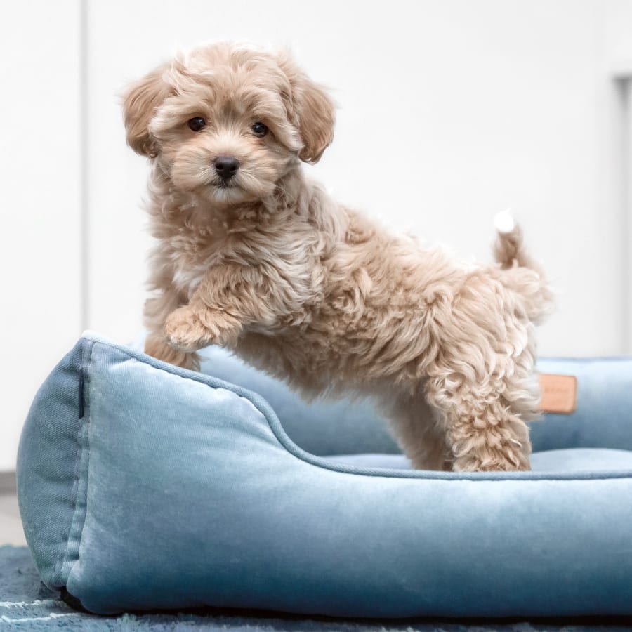 Fur Babies | Pets